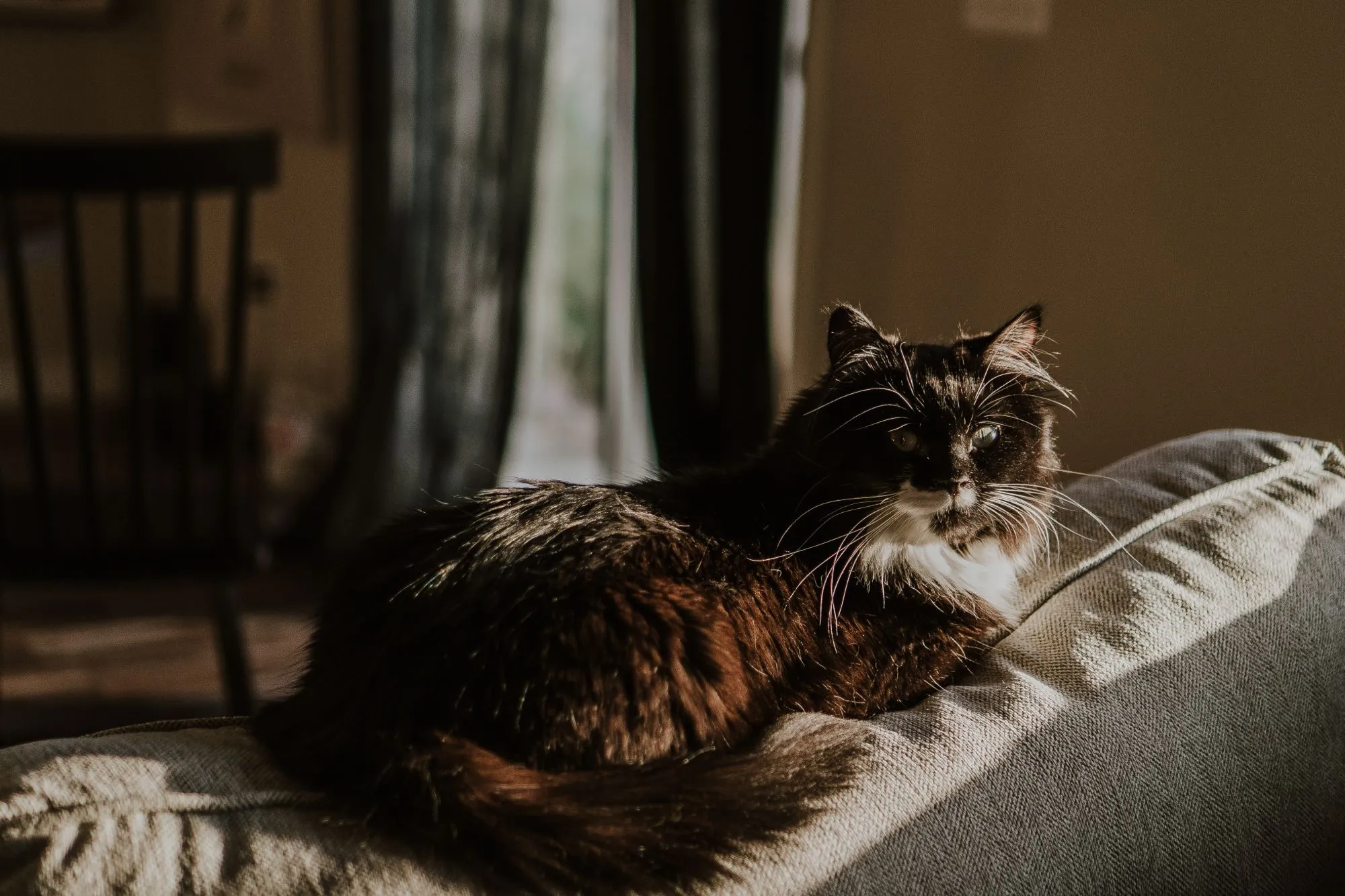 A long-haired black and white cat lying on the back of a sofa in afternoon light, looking at the camera.
